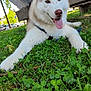 Volt a rejoint le concours — aidez-le/la à gagner de superbes lots ! dog, siberian_husky, grass, outdoor, nature, pet, animal, canine, tongue_out, bench, greenery, sunlight, shade, happy, relaxed, park, fur, ears, muzzle, daytime