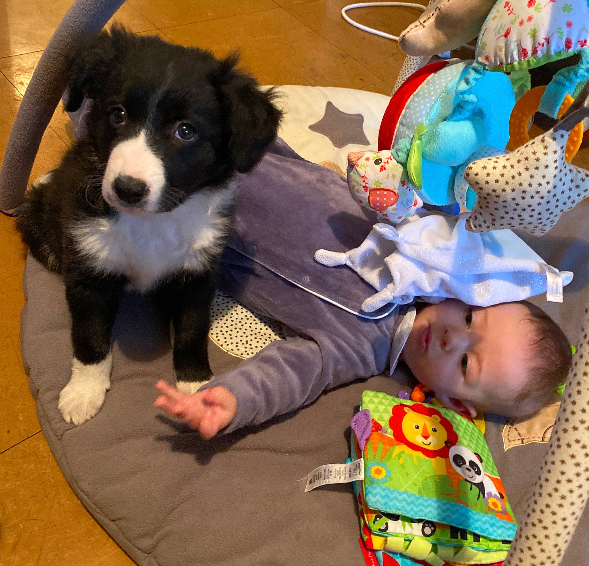 Pona participe au concours pour gagner de l'argent avec cette photo : bernese_mountain_dog, border_collie, canidae, carnivore, companion_dog, dog, dog_breed, mammal, sporting_group, vertebrate