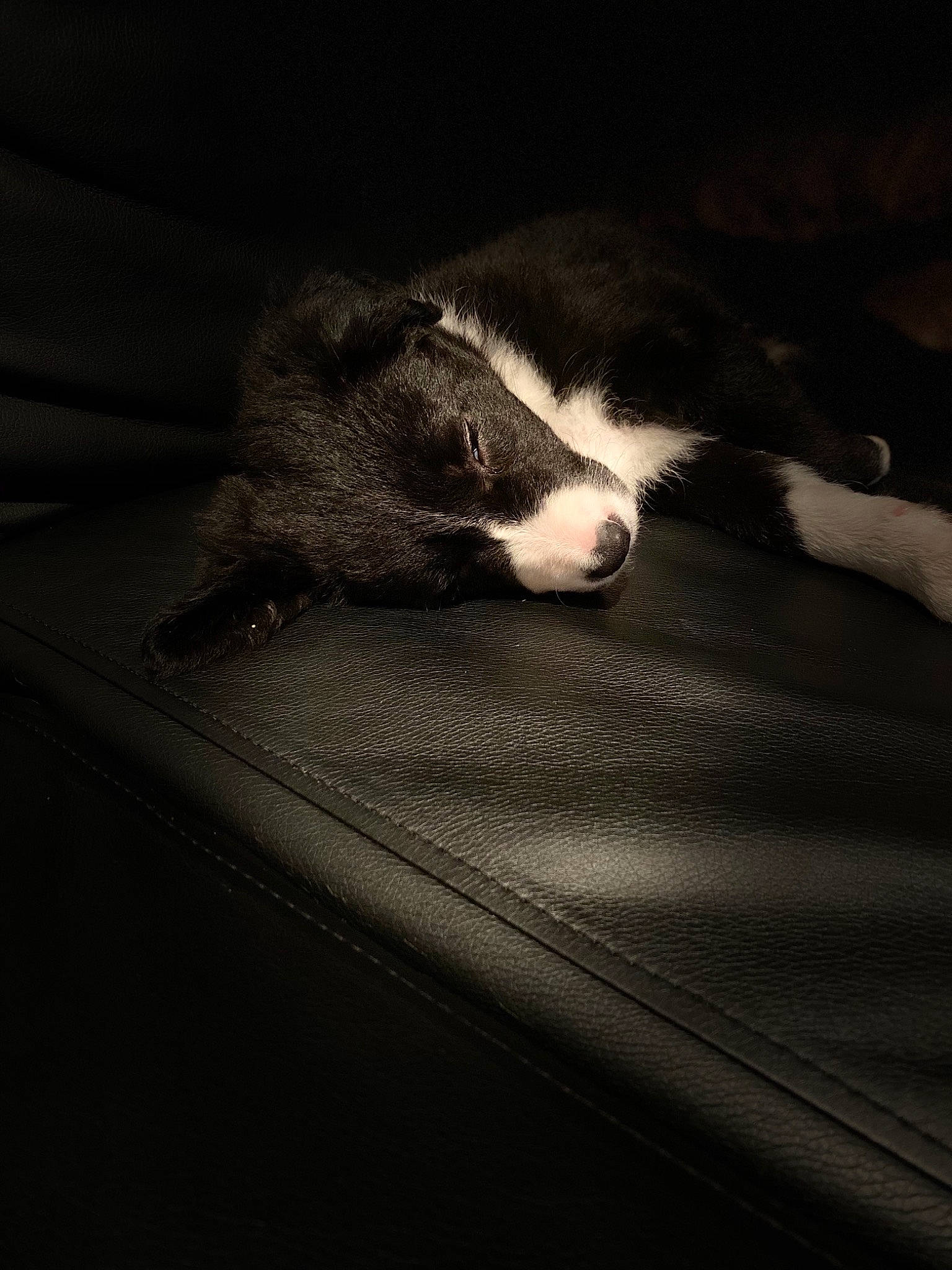 Pona a rejoint le concours — aidez-le/la à gagner de superbes lots ! black, black_and_white, carnivore, cat, claw, darkness, domestic_short_haired_cat, eye, felidae, fur, kitten, monochrome, night, paw, polydactyl_cat, small_to_medium_sized_cats, snout, tail, whiskers