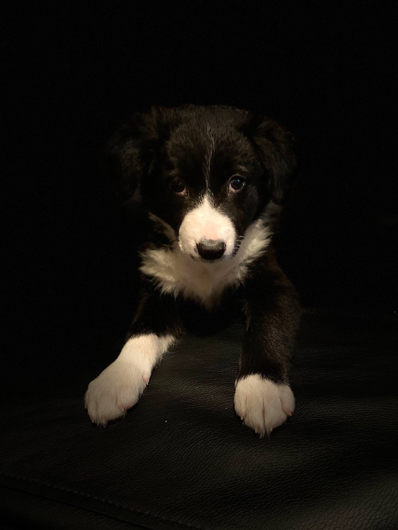 Pona a rejoint le concours — aidez-le/la à gagner de superbes lots ! australian_collie, australian_shepherd, black_and_white, border_collie, canidae, carnivore, companion_dog, dog, dog_breed, mammal, miniature_australian_shepherd, puppy, rare_breed_dog, snout, sporting_group, vertebrate