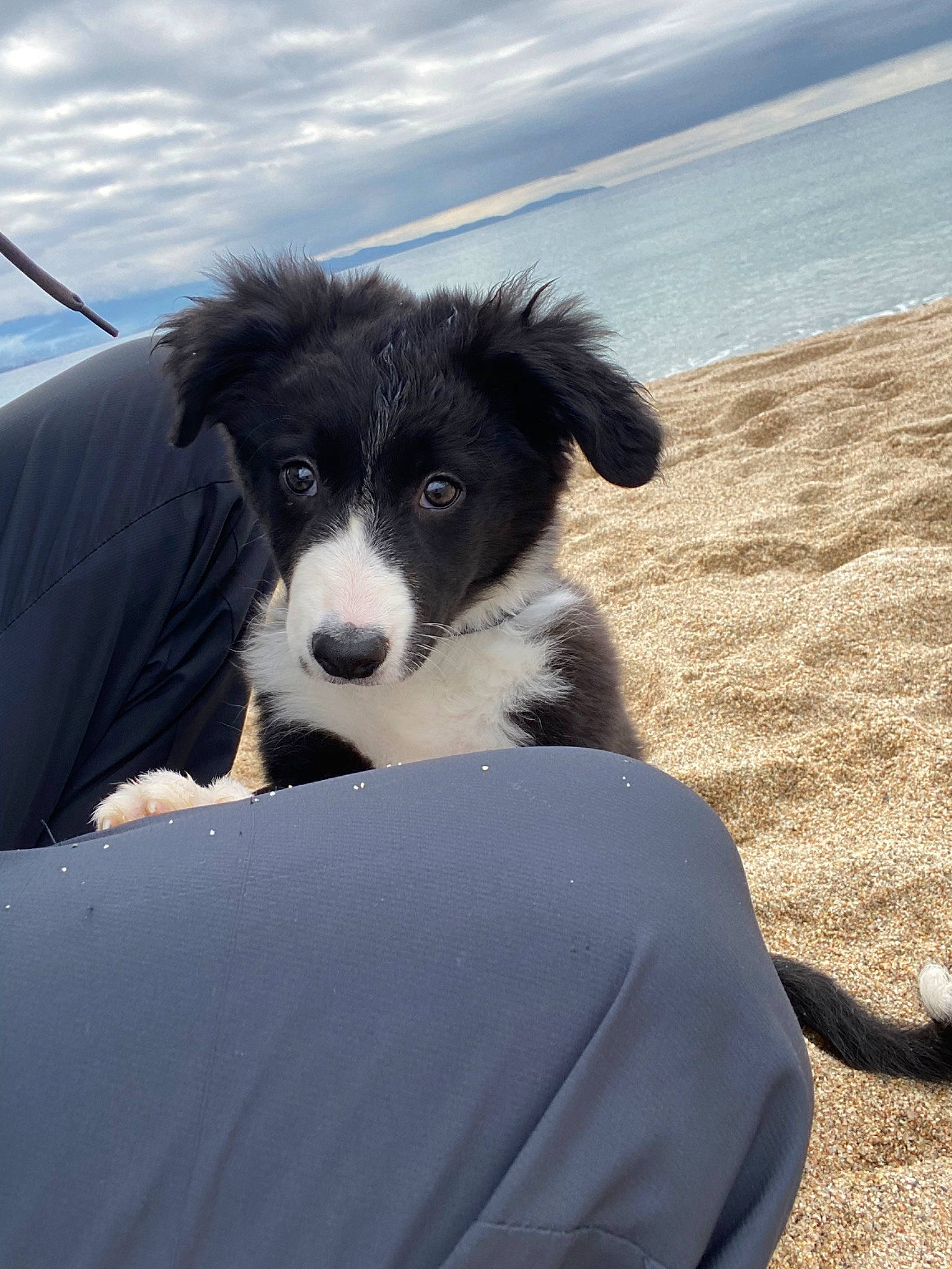 Pona participe au concours pour gagner de l'argent avec cette photo : australian_collie, australian_shepherd, border_collie, canidae, carnivore, companion_dog, dog, dog_breed, english_shepherd, herding_dog, mammal, puppy, rare_breed_dog, snout, sporting_group, stabyhoun, vertebrate, welsh_sheepdog, working_dog