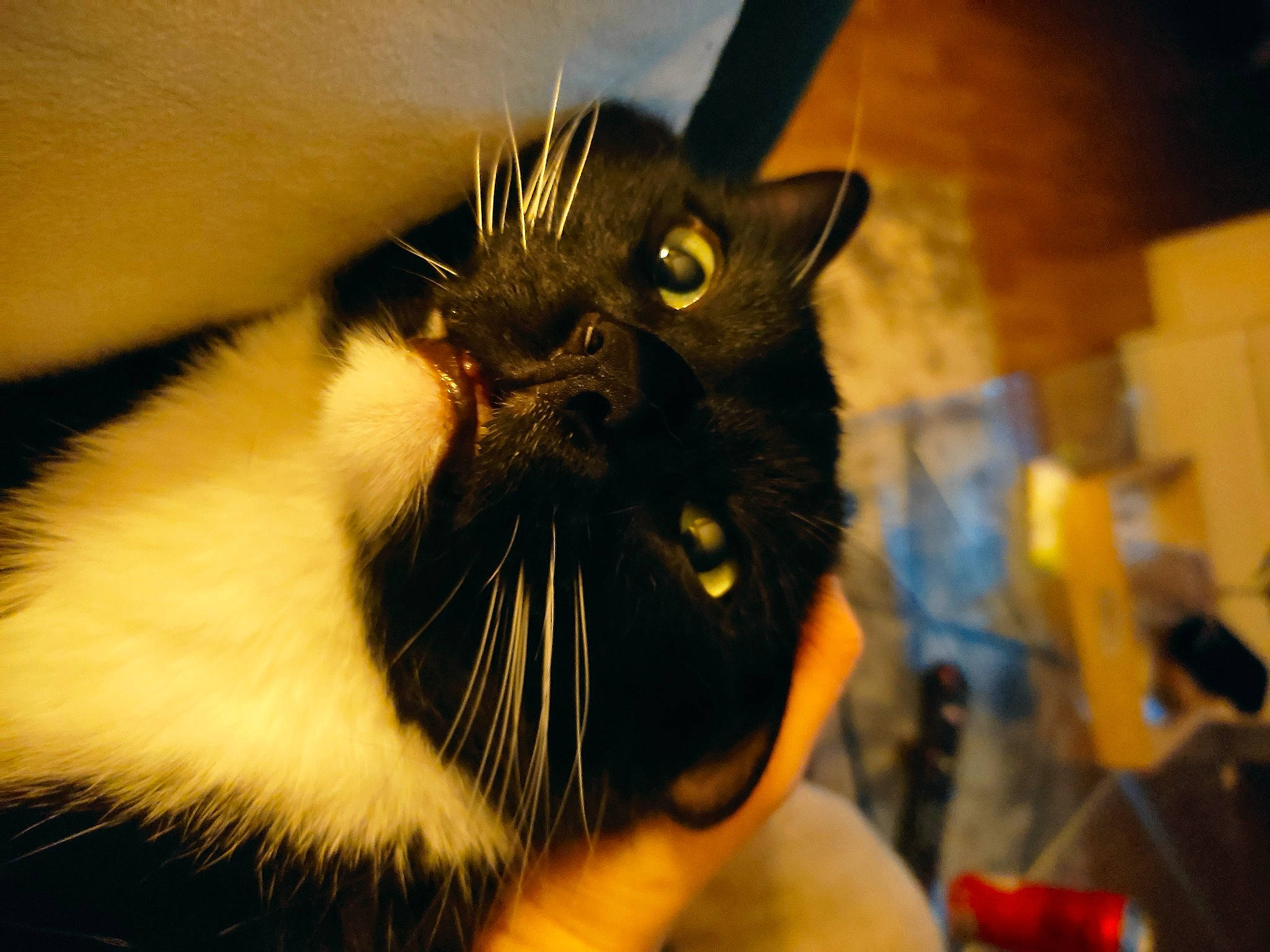 Pepito a rejoint le concours — aidez-le/la à gagner de superbes lots ! beard, carnivore, cat, domestic_short_haired_cat, ear, event, eye, eyelash, facial_hair, fang, felidae, fur, gesture, happy, human_body, jaw, small_to_medium_sized_cats, snout, terrestrial_animal, whiskers