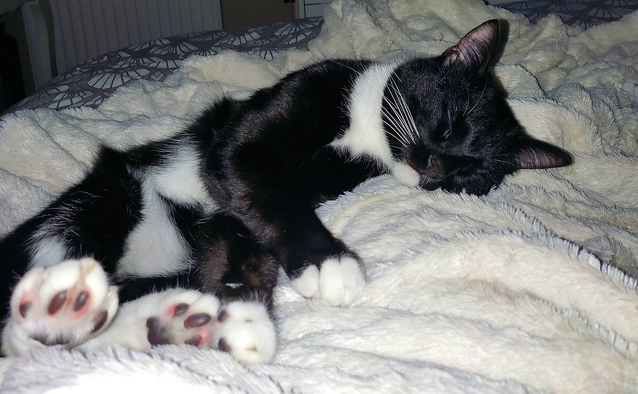 Pepito a rejoint le concours — aidez-le/la à gagner de superbes lots ! canidae, carnivore, cat, claw, comfort, dog_breed, domestic_short_haired_cat, felidae, foot, fur, mammal, nap, paw, small_to_medium_sized_cats, snout, sporting_group, tail, terrestrial_animal, vertebrate, whiskers