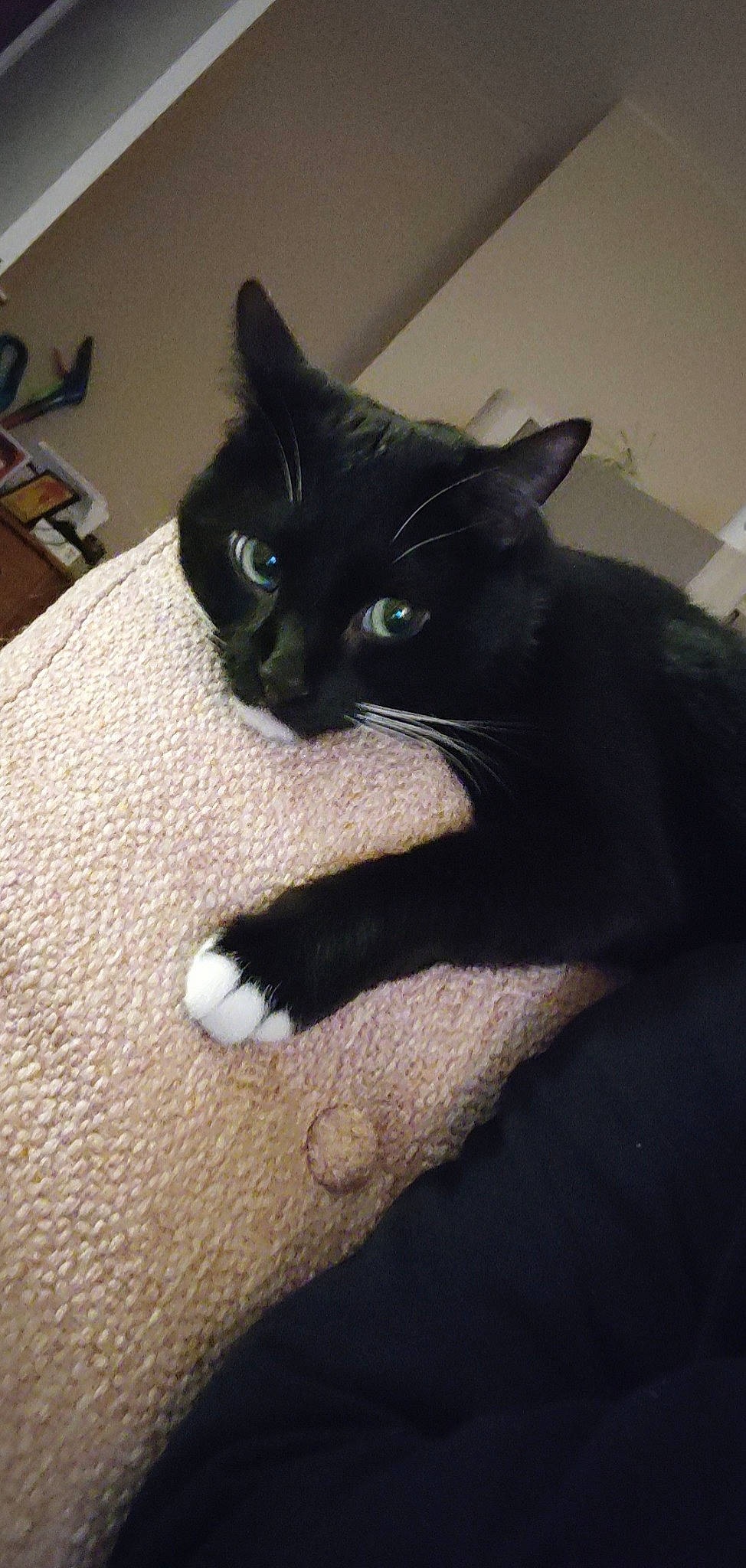 Pepito a rejoint le concours — aidez-le/la à gagner de superbes lots ! black_cat, bookcase, carnivore, cat, claw, comfort, domestic_short_haired_cat, felidae, fur, grey, paw, room, shelf, small_to_medium_sized_cats, snout, tail, terrestrial_animal, whiskers