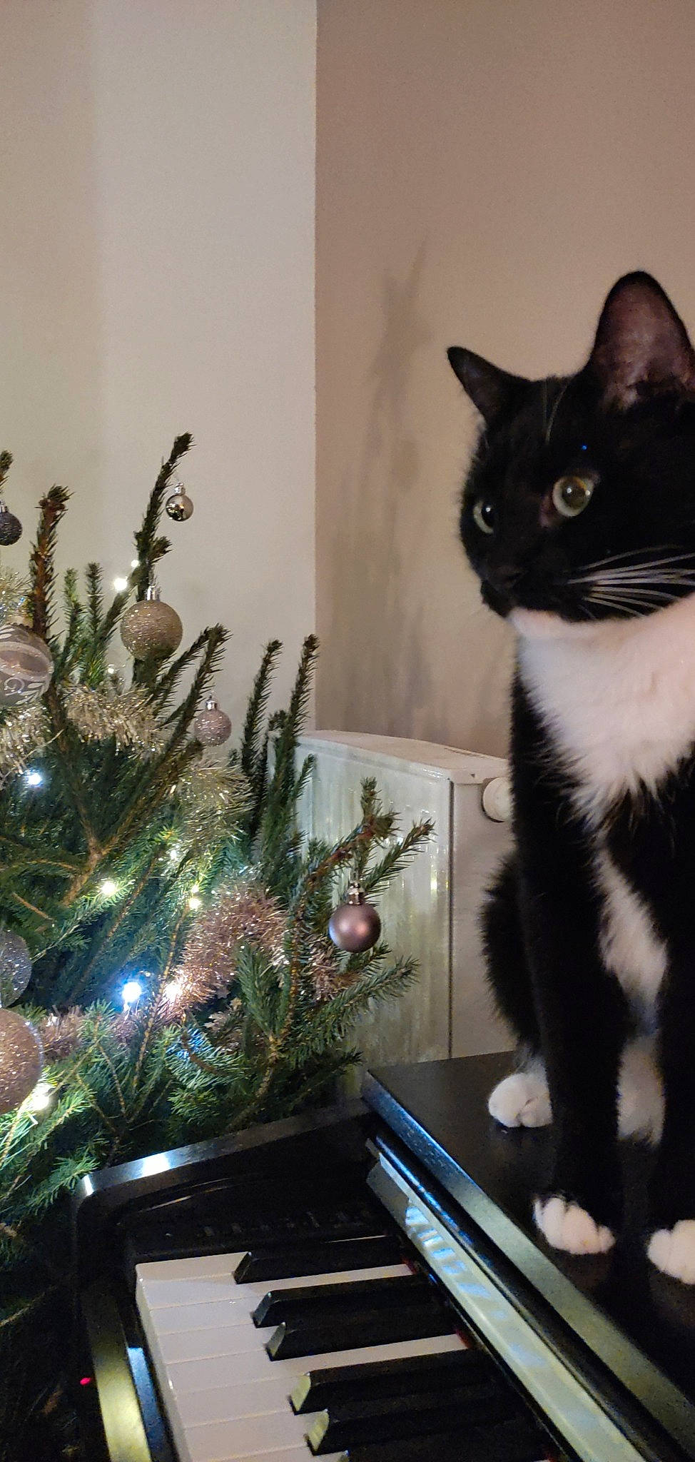 Pepito a rejoint le concours — aidez-le/la à gagner de superbes lots ! black_cat, carnivore, cat, christmas_decoration, christmas_ornament, christmas_tree, domestic_short_haired_cat, event, evergreen, felidae, light, natural_material, ornament, plant, small_to_medium_sized_cats, snout, tail, twig, whiskers, window