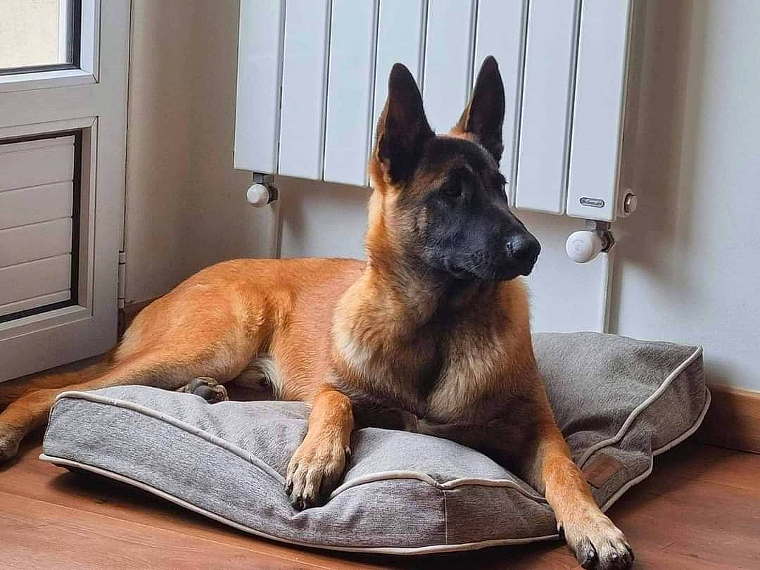 Pep'S a rejoint le concours — aidez-le/la à gagner de superbes lots ! belgian_shepherd_malinois, canidae, carnivore, comfort, companion_dog, dog, dog_breed, door, fawn, fixture, german_shepherd_dog, hardwood, home_door, king_shepherd, old_german_shepherd_dog, snout, sporting_group, wood, working_animal, working_dog