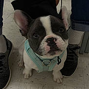 Bella joined the competition — help win amazing prizes! dog, french_bulldog, puppy, pet, animal, sitting, harness, mint_green, black_and_white, bat_ears, wide_eyes, short_snout, portrait, indoor, tile_floor, human_legs, shoes, chair, centered_composition, cute