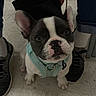 dog, french_bulldog, puppy, pet, animal, sitting, harness, mint_green, black_and_white, bat_ears, wide_eyes, short_snout, portrait, indoor, tile_floor, human_legs, shoes, chair, centered_composition, cute