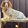 dog, two_dogs, wooden_table, outdoor, fence, brown_dog, black_dog, pet, animal, fur, looking_up, resting, daylight, wood, curious, domestic_animal, companions, quiet, sunlight, backyard