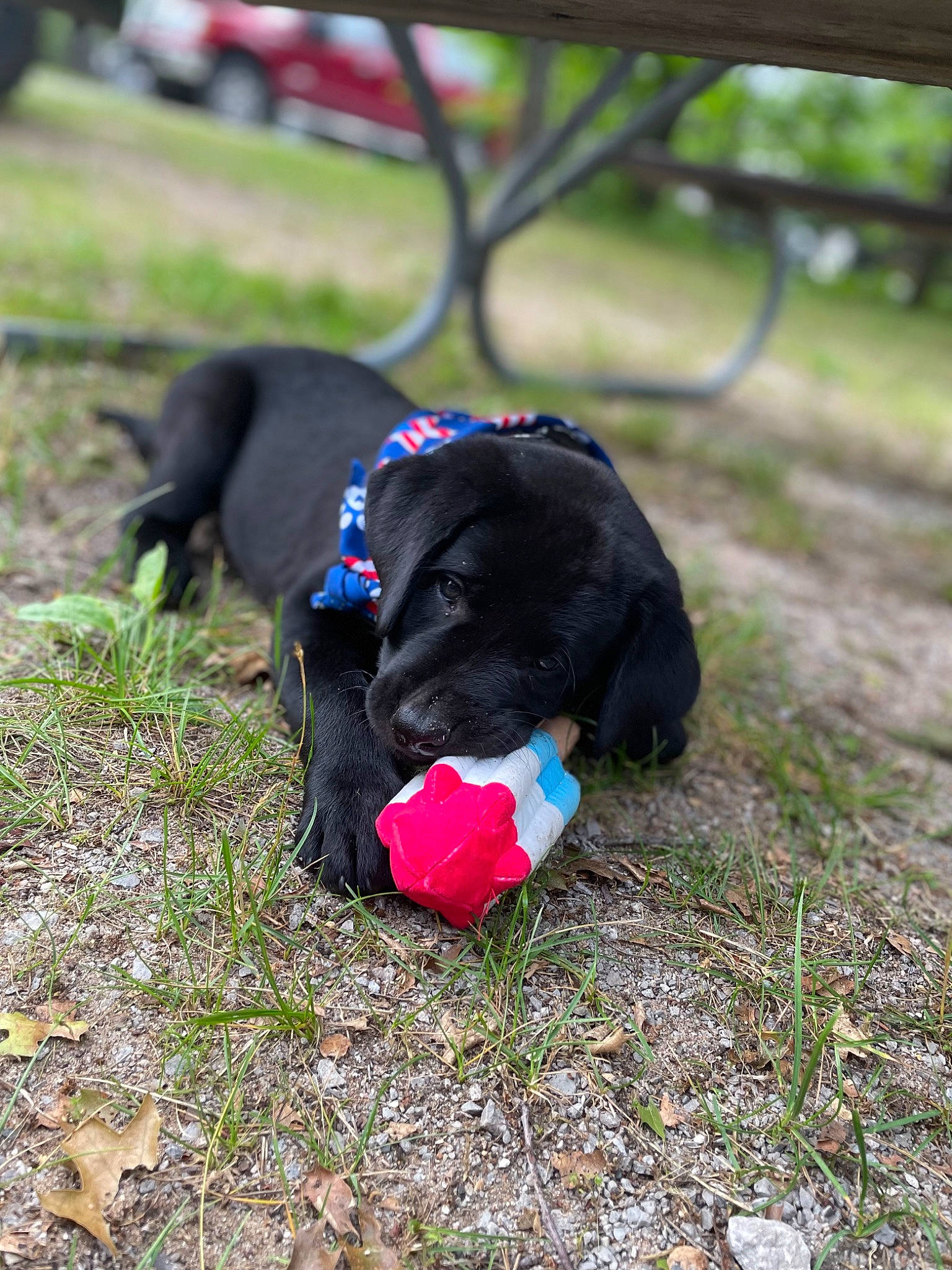 Wally joined the competition — help win amazing prizes! borador, canidae, carmine, carnivore, collar, companion_dog, dog, dog_breed, dog_collar, electric_blue, fur, grass, groundcover, gun_dog, leash, plant, soil, sporting_group, tail, working_animal