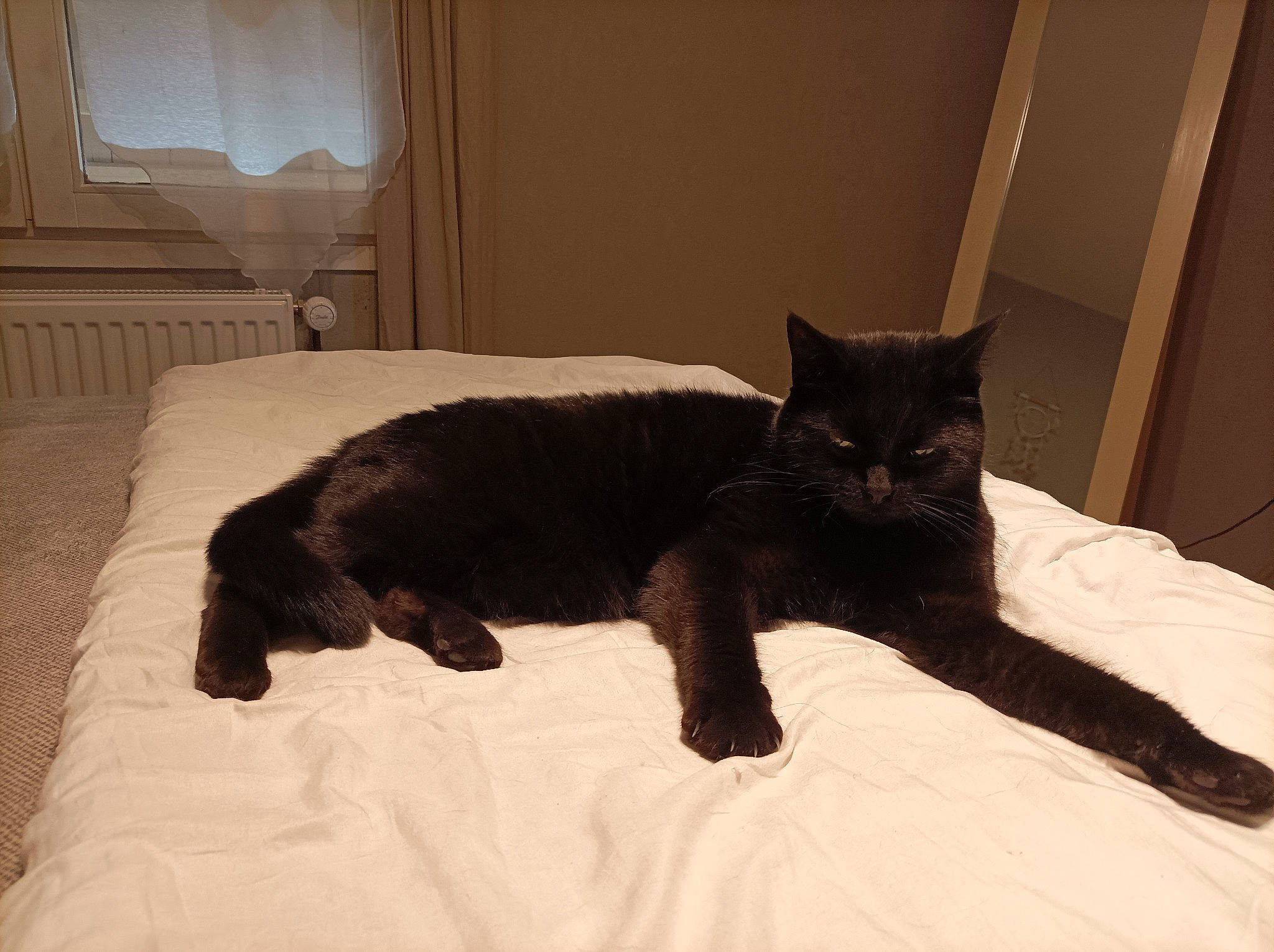 Baghera participe au concours pour gagner de l'argent avec cette photo : bed, bedding, black_cat, bombay, carnivore, cat, cat_supply, comfort, domestic_short_haired_cat, felidae, fur, grey, hardwood, lamp, linens, small_to_medium_sized_cats, snout, tail, terrestrial_animal, whiskers