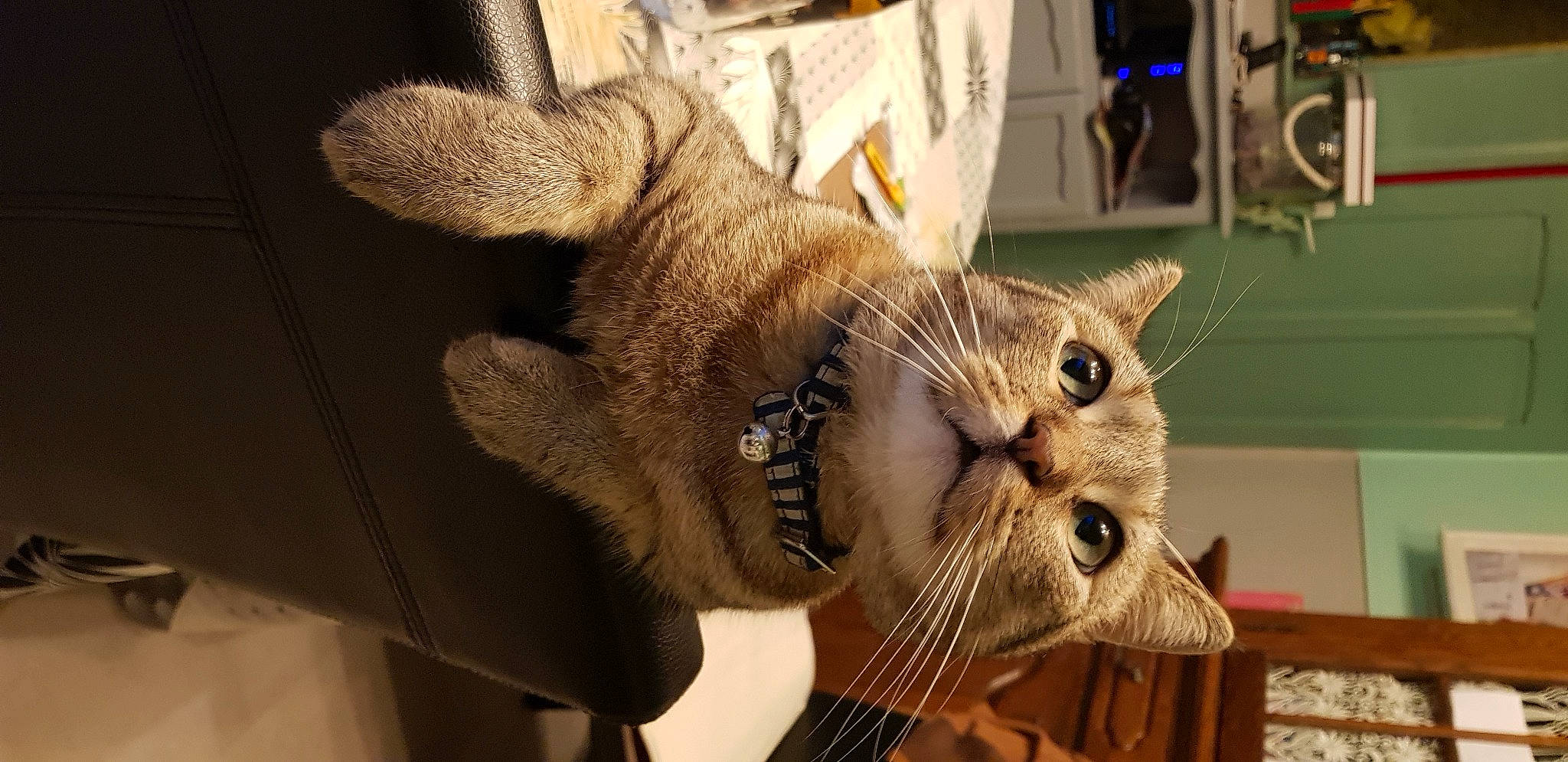 Bernie a rejoint le concours — aidez-le/la à gagner de superbes lots ! carnivore, cat, claw, domestic_short_haired_cat, ear, fawn, felidae, fur, metal, paw, small_to_medium_sized_cats, snout, tail, whiskers, wood