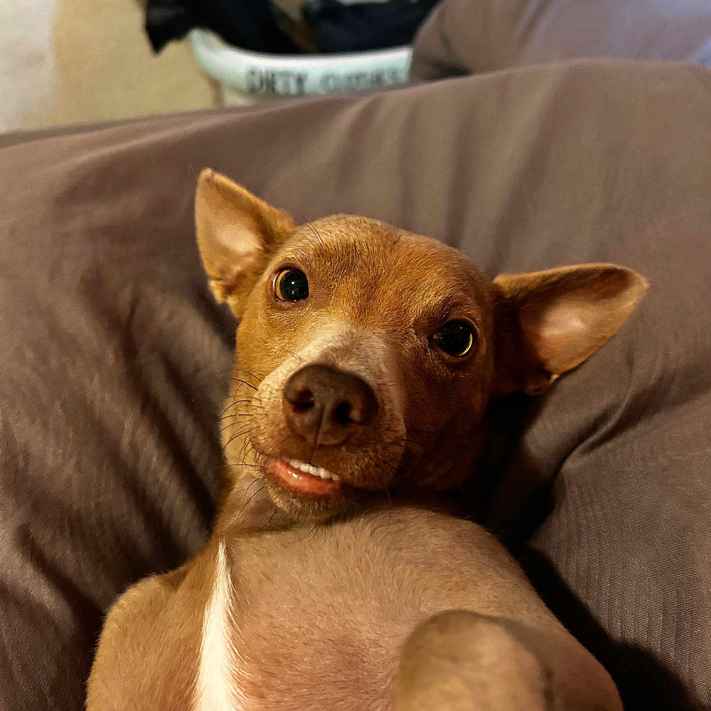 Pedro joined the competition — help win amazing prizes! dog, pet, brown, cute, smile, lying_down, indoor, cushion, close_up, face, ears, fur, nose, eyes, relaxed, cozy, home, comfort, animal, tongue