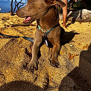 Pedro joined the competition — help win amazing prizes! dog, sand, beach, collar, sunlight, trees, person, legs, shadow, outdoor, summer, playful, nature, canine, sunny, relaxed, animal, vacation, smiling, happy