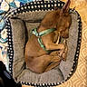 Pedro is registered to the contest to win money with this photo: dog, sleeping, dog_bed, brown, green_harness, cozy, curled_up, blanket, patterned_bed, indoor, pet, resting, fur, small_dog, quiet, comfortable, animal, paw, nose, ears