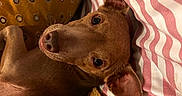 Pedro joined the competition — help win amazing prizes! dog, brown, pet, animal, cozy, blanket, pillow, striped, patterned, indoor, resting, cute, ears, muzzle, fur, closeup, relaxed, domestic, companion, snuggle