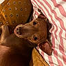 Pedro joined the competition — help win amazing prizes! dog, brown, pet, animal, cozy, blanket, pillow, striped, patterned, indoor, resting, cute, ears, muzzle, fur, closeup, relaxed, domestic, companion, snuggle