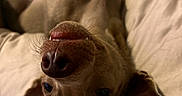 Pedro is registered to the contest to win money with this photo: dog, pet, upside_down, bed, cute, playful, nose, teeth, ears, fur, relaxed, indoor, blanket, soft, animal, canine, whiskers, sleepy, close_up, resting
