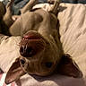 dog, pet, upside_down, bed, cute, playful, nose, teeth, ears, fur, relaxed, indoor, blanket, soft, animal, canine, whiskers, sleepy, close_up, resting
