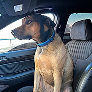Chester joined the competition — help win amazing prizes! adult_dog, alert, animal, blue_collar, calm, canine, car, daylight, dog, domestic_animal, interior, leather_seat, looking_out, passenger_seat, pet, side_profile, sitting, transportation, vehicle, window