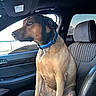 adult_dog, alert, animal, blue_collar, calm, canine, car, daylight, dog, domestic_animal, interior, leather_seat, looking_out, passenger_seat, pet, side_profile, sitting, transportation, vehicle, window
