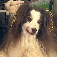 Razzel joined the competition — help win amazing prizes! dog, long_hair, brown_and_white, pet, indoor, furniture, cozy, portrait, looking_at_camera, fluffy, canine, animal, home, decor, relaxed, close_up, companion, friend, cute, mammal