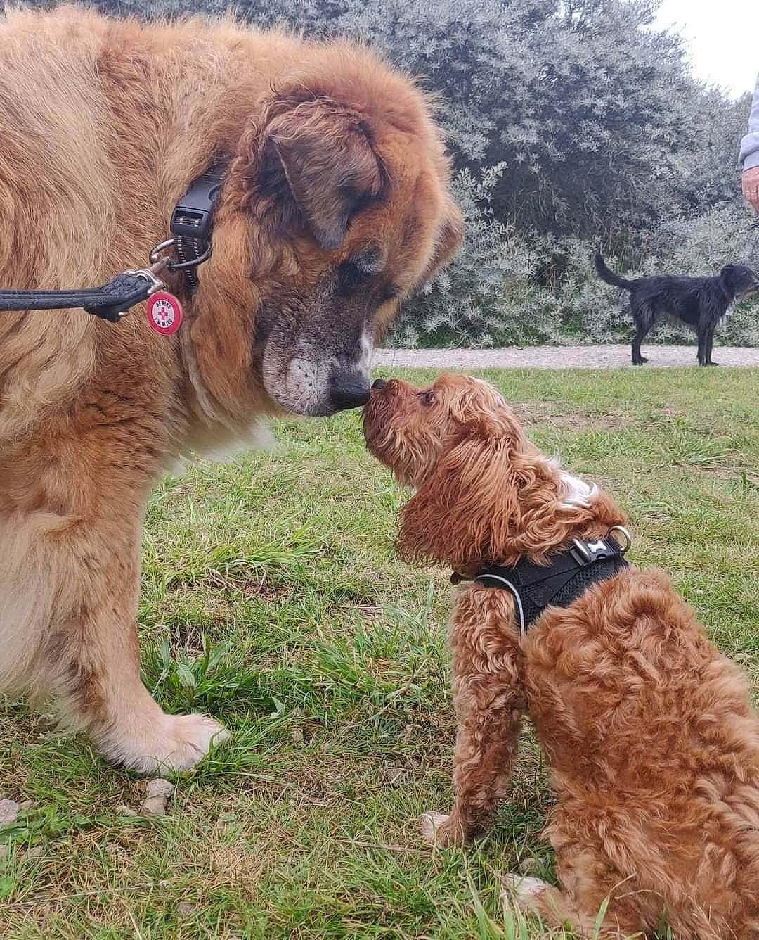 Frankie joined the competition — help win amazing prizes! canidae, carnivore, collar, companion_dog, dog, dog_breed, dog_collar, fawn, fur, giant_dog_breed, grass, gun_dog, liver, pet_supply, sporting_group, tail, tree, water_dog, working_animal, working_dog