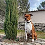 dog, brown, white, sitting, stone_wall, garden, shrub, greenery, outdoor, nature, fence, sky, cloudy, pet, collar, alert, animal, canine, landscape, yard