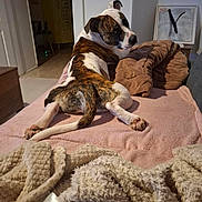 Simba a rejoint le concours — aidez-le/la à gagner de superbes lots ! dog, brindle, white, couch, blanket, brown_blanket, living_room, furniture, painting, floor, doorway, relaxing, pet, indoor, cozy, curious, looking_back, soft_texture, home, animal