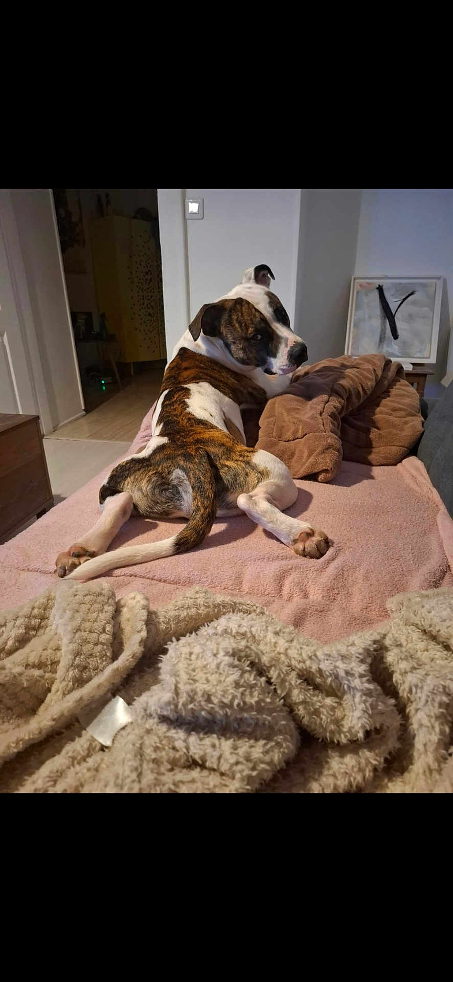 Simba a rejoint le concours — aidez-le/la à gagner de superbes lots ! dog, brindle, white, couch, blanket, brown_blanket, living_room, furniture, painting, floor, doorway, relaxing, pet, indoor, cozy, curious, looking_back, soft_texture, home, animal