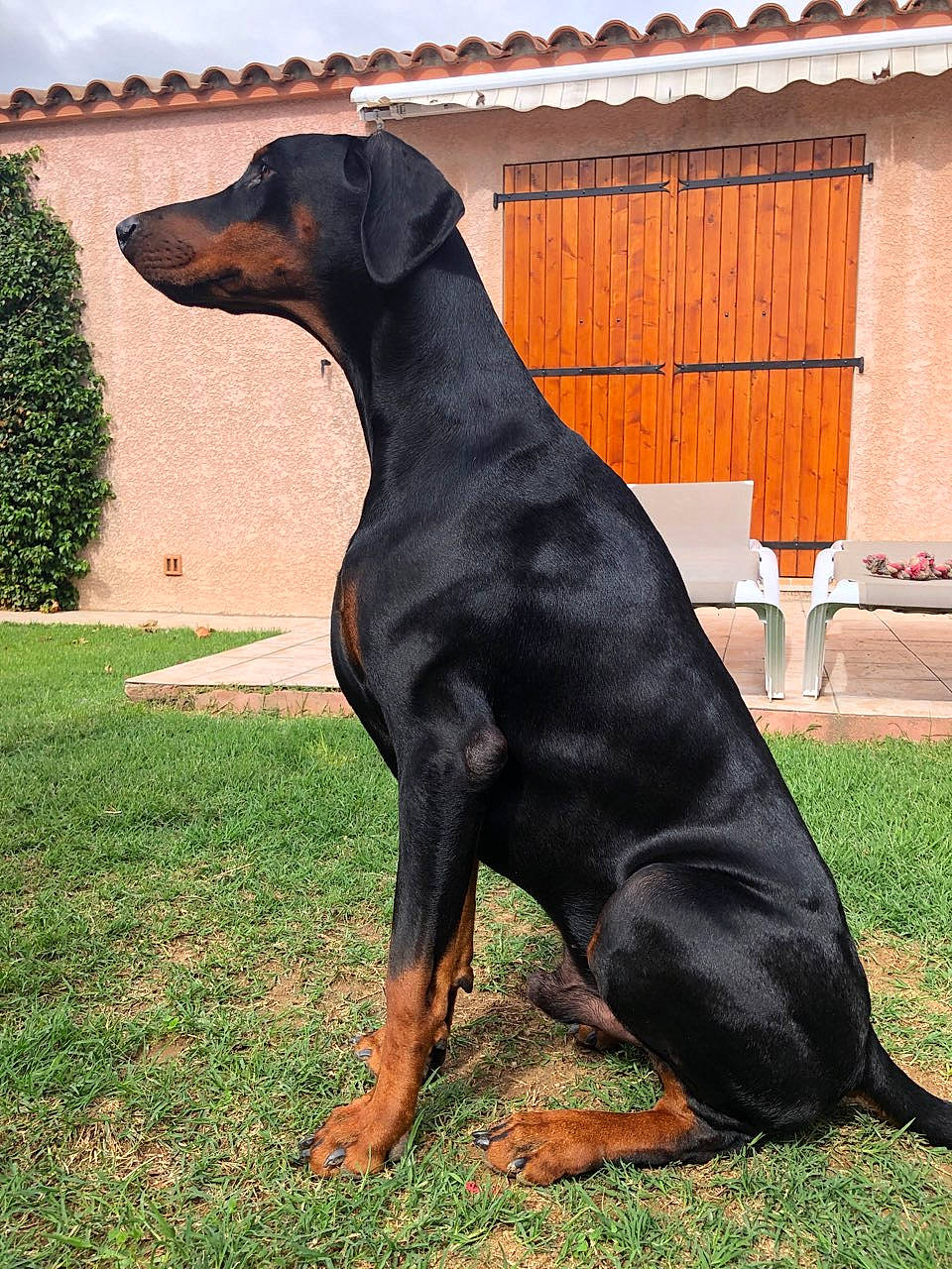 Odin a rejoint le concours — aidez-le/la à gagner de superbes lots ! austrian_black_and_tan_hound, beauceron, black_and_tan_terrier, canidae, carnivore, companion_dog, dobermann, dog, dog_breed, german_pinscher, guard_dog, huntaway, hunting_dog, mammal, manchester_terrier, pinscher, polish_hunting_dog, rare_breed_dog, vertebrate, working_dog