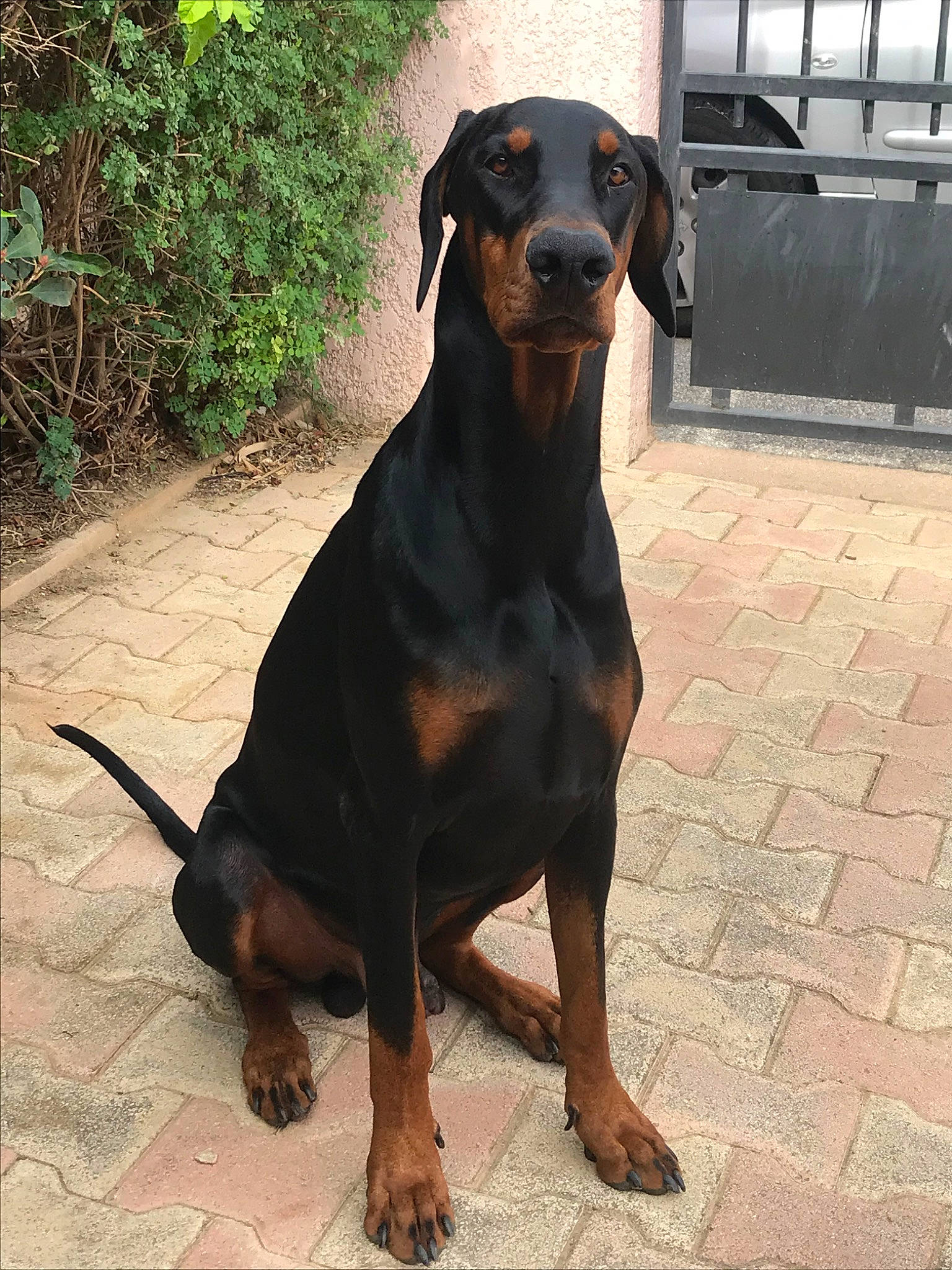 Odin a rejoint le concours — aidez-le/la à gagner de superbes lots ! austrian_black_and_tan_hound, canidae, carnivore, companion_dog, dog, dog_breed, german_pinscher, guard_dog, hellenikos_ichnilatis, huntaway, hunting_dog, lithuanian_hound, mammal, montenegrin_mountain_hound, pinscher, polish_hunting_dog, rare_breed_dog, sporting_group, vertebrate, working_dog