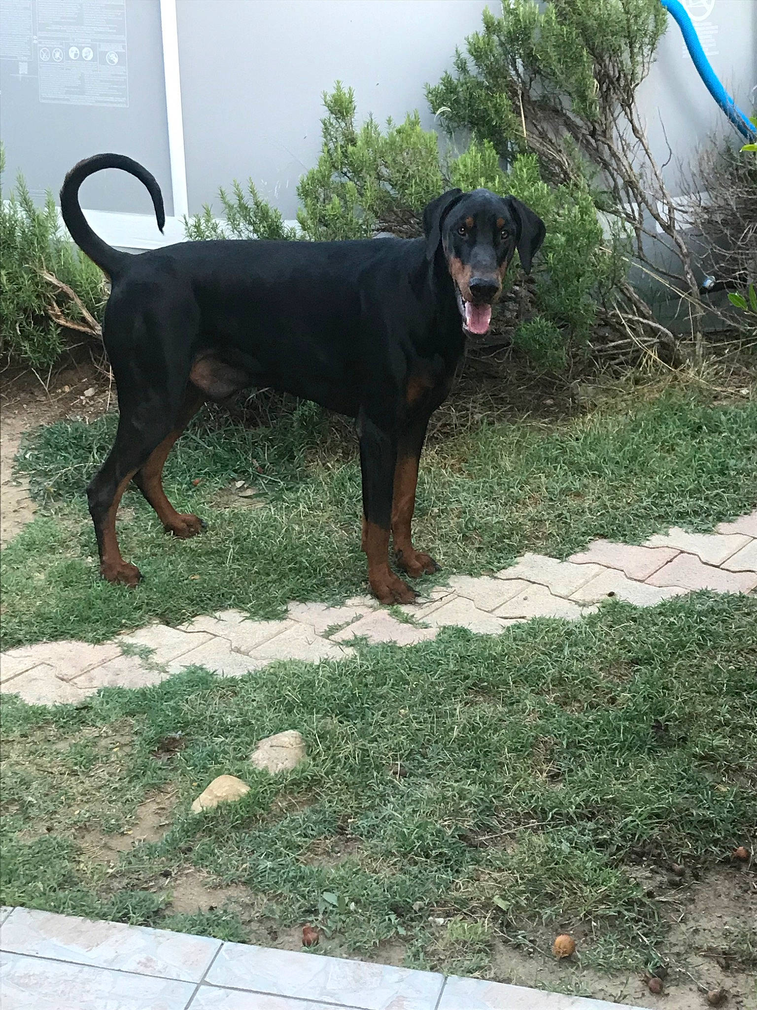 Odin a rejoint le concours — aidez-le/la à gagner de superbes lots ! austrian_black_and_tan_hound, canidae, carnivore, dog, dog_breed, german_pinscher, guard_dog, hellenikos_ichnilatis, huntaway, hunting_dog, lithuanian_hound, mammal, montenegrin_mountain_hound, pinscher, polish_hunting_dog, sporting_group, transylvanian_hound, tyrolean_hound, vertebrate, working_dog