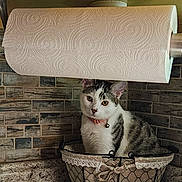 Molly joined the competition — help win amazing prizes! animal, basket, bell, cat, collar, countertop, curious, decorative, domestic_animal, feline, fur, gray, indoor, kitchen, paper_towel, pet, resting, striped, tile_wall, white