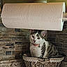 animal, basket, bell, cat, collar, countertop, curious, decorative, domestic_animal, feline, fur, gray, indoor, kitchen, paper_towel, pet, resting, striped, tile_wall, white