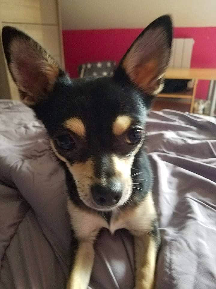 Mayna participe au concours pour gagner de l'argent avec cette photo : canidae, carnivore, chihuahua, comfort, companion_dog, corgi_chihuahua, dog, dog_breed, dog_supply, ear, fawn, fur, snout, sporting_group, terrestrial_animal, toy_dog, whiskers, working_animal, working_dog