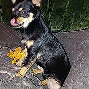 Tymon a rejoint le concours — aidez-le/la à gagner de superbes lots ! dog, small_dog, black_dog, tan_markings, leaf, autumn_leaf, blanket, gray_blanket, couch, green_couch, pet, animal, tongue_out, sitting, indoor, fur, cute, companion, paw, household