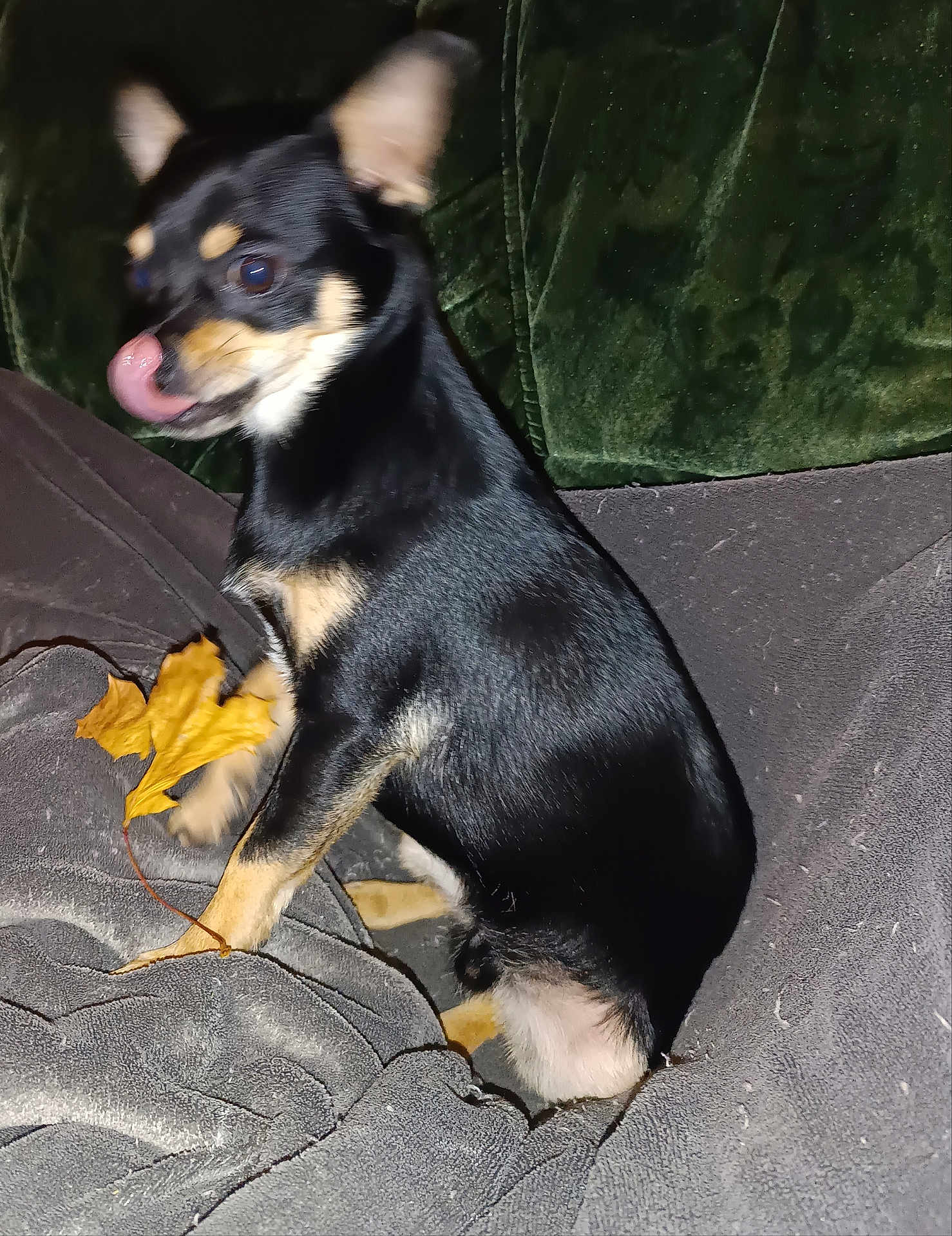 Tymon a rejoint le concours — aidez-le/la à gagner de superbes lots ! dog, small_dog, black_dog, tan_markings, leaf, autumn_leaf, blanket, gray_blanket, couch, green_couch, pet, animal, tongue_out, sitting, indoor, fur, cute, companion, paw, household