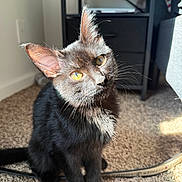 Loki is registered to the contest to win money with this photo: cat, black_cat, pet, indoor, carpet, sunlight, yellow_eyes, whiskers, feline, animal, curious, sitting, closeup, fur, shadow, cozy, domestic, cute, bright, portrait