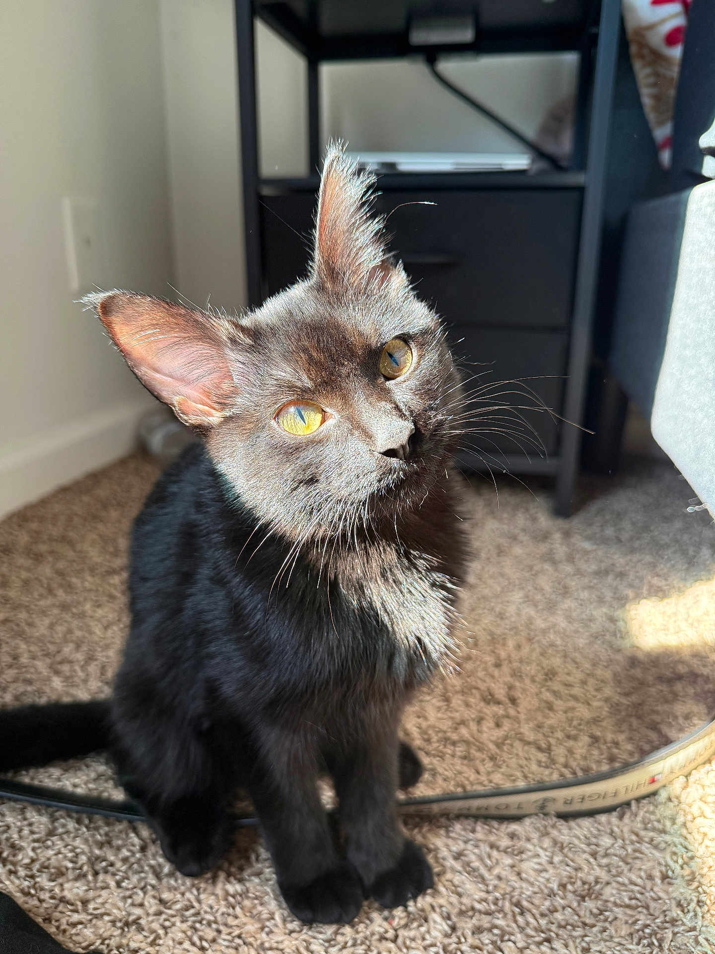 Loki