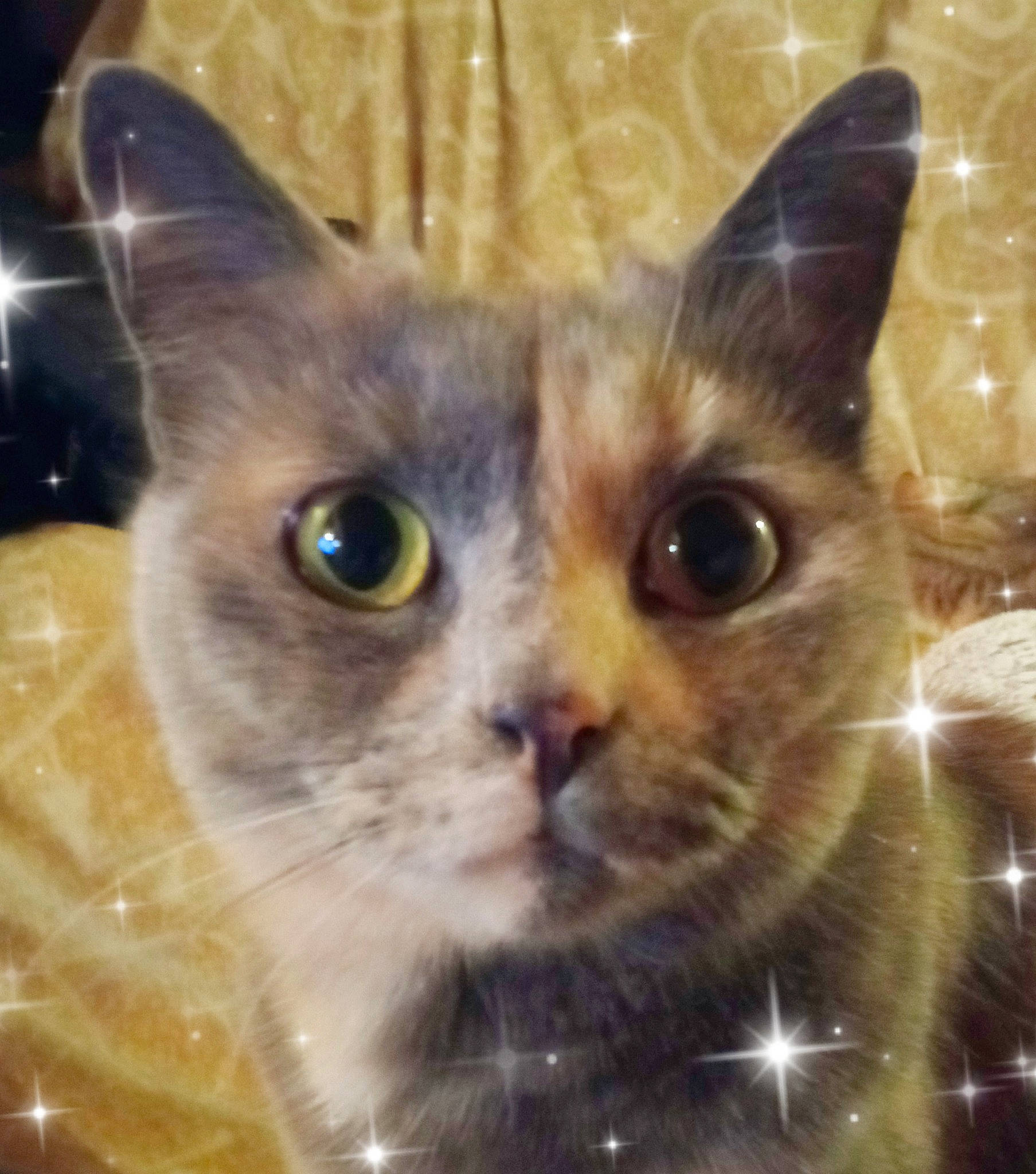 Phylo a rejoint le concours — aidez-le/la à gagner de superbes lots ! carnivore, cat, close_up, domestic_short_haired_cat, fawn, felidae, fur, organism, photo_caption, small_to_medium_sized_cats, snout, terrestrial_animal, whiskers, wildlife, window