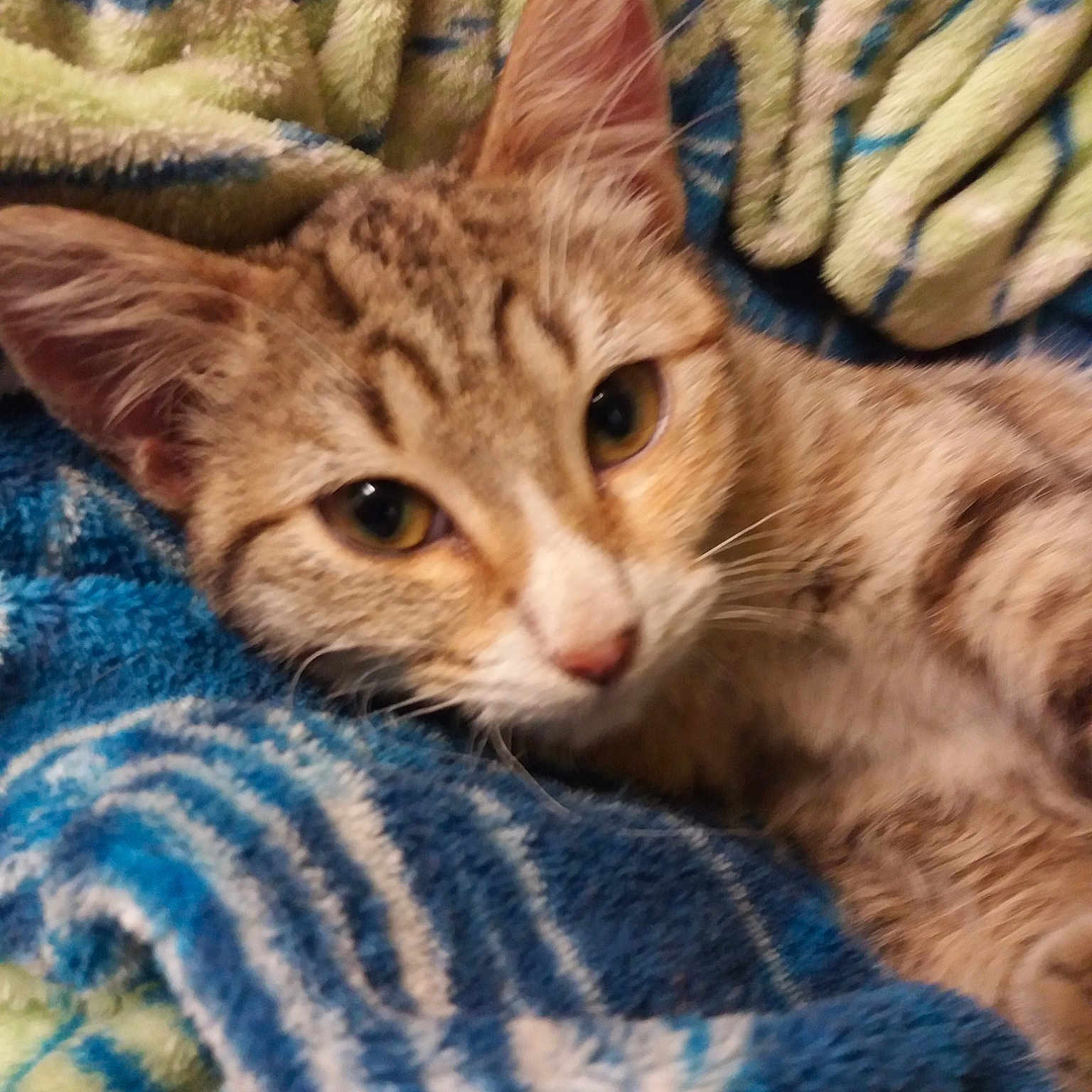 Zoé a rejoint le concours — aidez-le/la à gagner de superbes lots ! american_shorthair, arabian_mau, asian, australian_mist, california_spangled, carnivore, cat, domestic_short_haired_cat, dragon_li, european_shorthair, felidae, kitten, mammal, ocicat, pixie_bob, small_to_medium_sized_cats, tabby_cat, toyger, whiskers, wild_cat