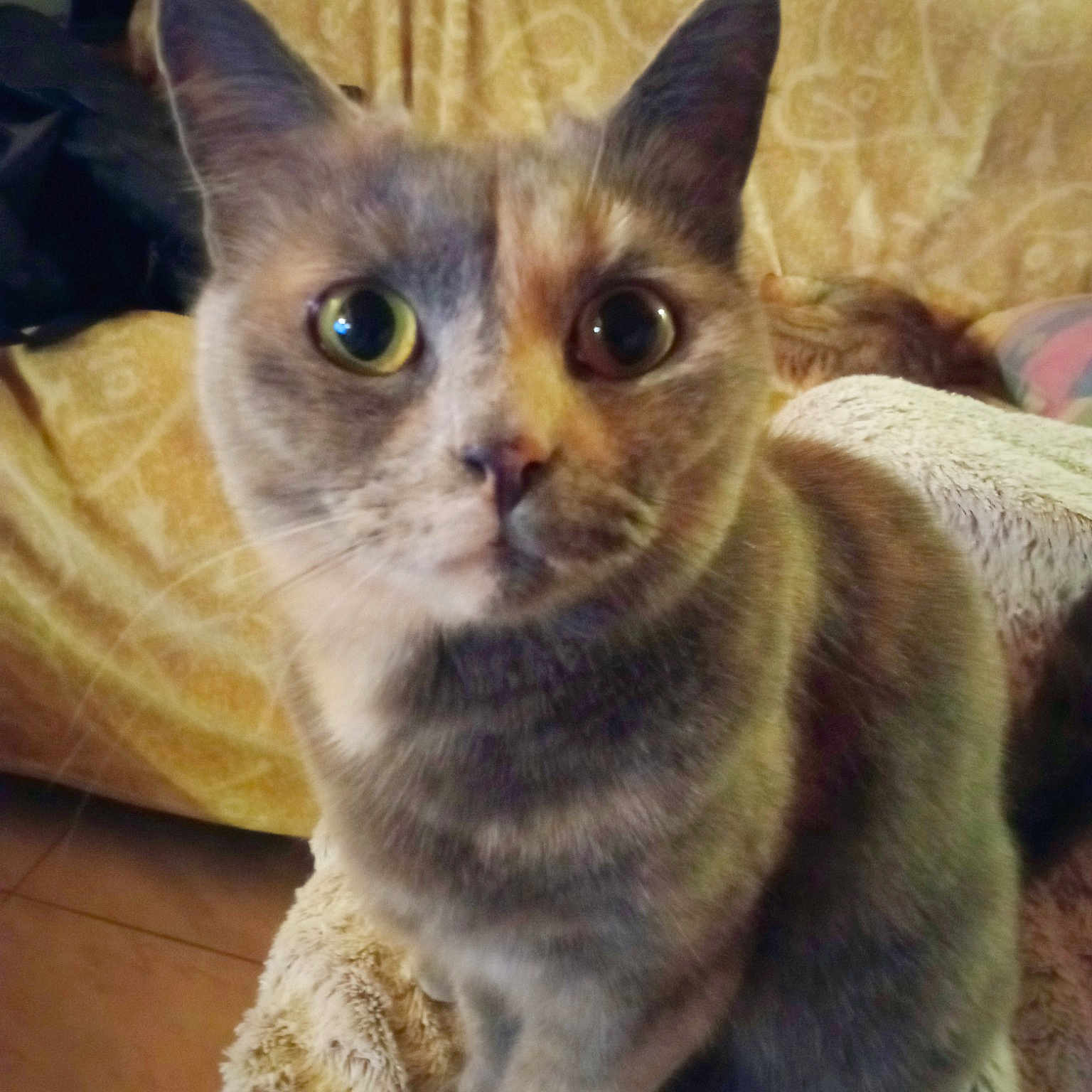 Zoé