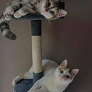 Damon Et Divina a rejoint le concours — aidez-le/la à gagner de superbes lots ! cat, cats, cat_tree, pet, animal, feline, indoor, cute, relaxed, curious, fur, whiskers, ears, paws, playful, resting, two_animals, domestic_animal, gray_background, house_pet