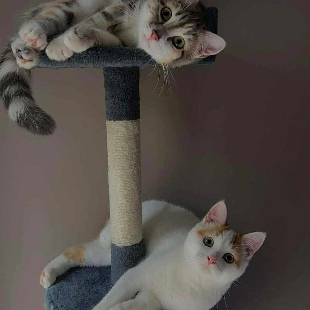 Damon Et Divina a rejoint le concours — aidez-le/la à gagner de superbes lots ! animal, cat, cat_tree, cats, curious, cute, domestic_animal, ears, feline, fur, gray_background, house_pet, indoor, paws, pet, playful, relaxed, resting, two_animals, whiskers