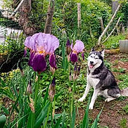 Joy a rejoint le concours — aidez-le/la à gagner de superbes lots ! dog, husky, flower, iris, purple_flower, greenery, garden, plant, leaf, pet, animal, nature, outdoor, grass, smiling, sitting, fence, tree, bark, sunlight