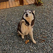 Joy a rejoint le concours — aidez-le/la à gagner de superbes lots ! animal, blue_eyes, canine, companion, cute, deck, dog, expression, fur, gravel, husky, leaf, nature, outdoor, paw_raised, pet, plants, sitting, tree, wood