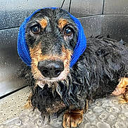 Zoe is registered to the contest to win money with this photo: dog, wet, blue_headband, dachshund, indoor, metal_wall, water_droplets, floor, closeup, pet, fur, paws, portrait, looking, expression, animal, cute, sitting, headwear, texture