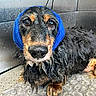 dog, wet, blue_headband, dachshund, indoor, metal_wall, water_droplets, floor, closeup, pet, fur, paws, portrait, looking, expression, animal, cute, sitting, headwear, texture