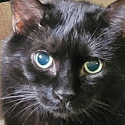 Dean is registered to the contest to win money with this photo: alert, animal, animal_face, black_cat, cat, close_up, closeup, curious, cute, domestic_animal, eyes, face, feline, fur, indoor, mammal, pet, portrait, whisker, whiskers